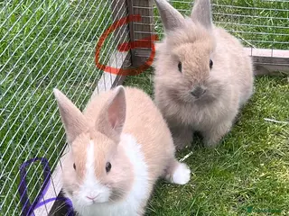 Mini Lop rabbits Beautiful baby bunny’s - Advert 6