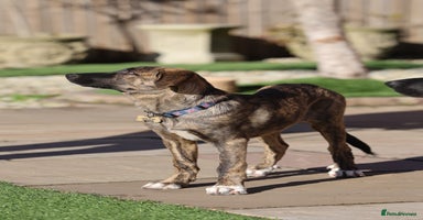 Mixed Breed dogs - Advert 6