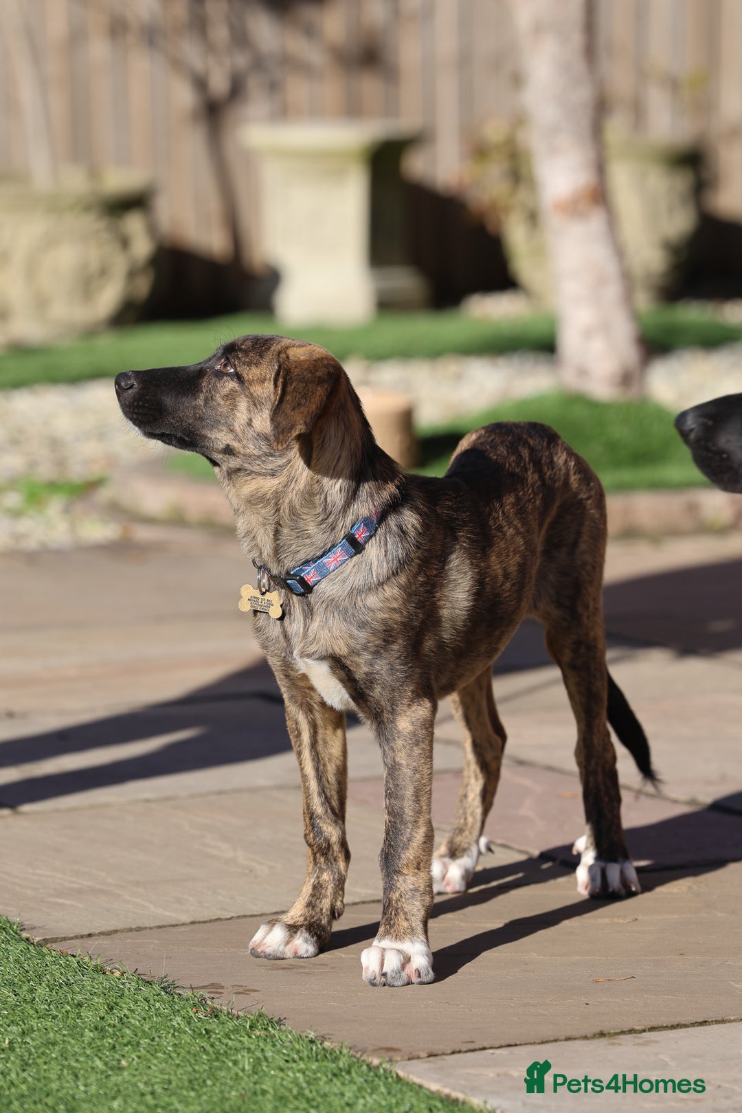 Mixed Breed dogs for adoption: Rosemary - Sweet & Calm - Image 3