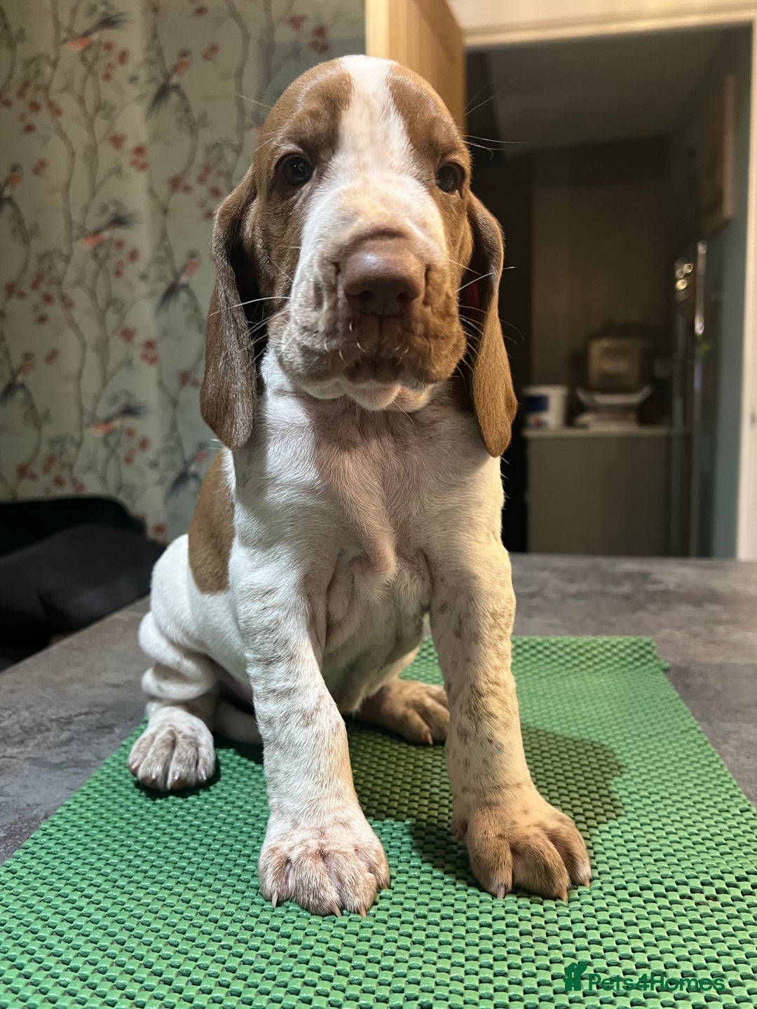 Bracco Italiano dogs for sale: Family raised Bracco Italiano puppies - Advert 4