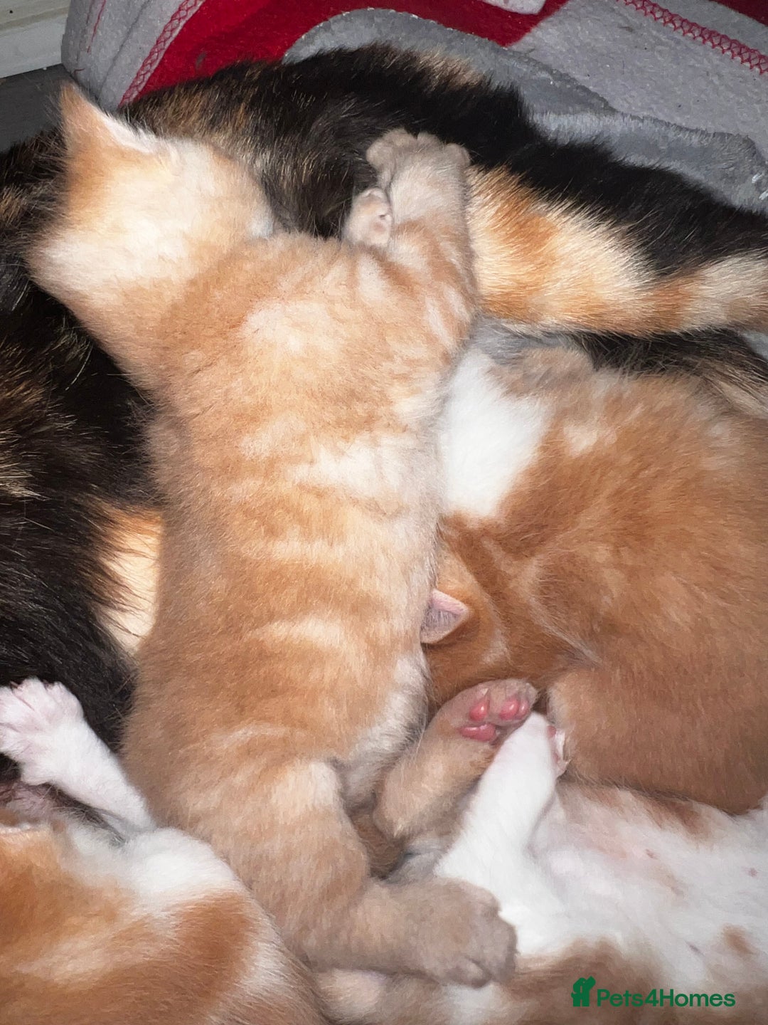 Mixed Breed cats for sale: Beautiful ginger and calico kittens - Image 7