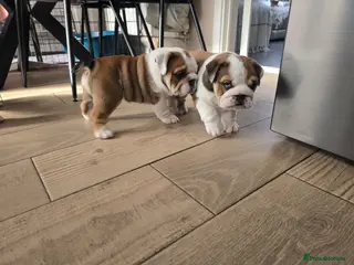 English Bulldog dogs 🐾 Beautiful KC Reg English Bulldog Puppies 🐶 - Advert 17