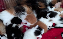 Mixed Breed cats for sale: Kittens  - Image 16