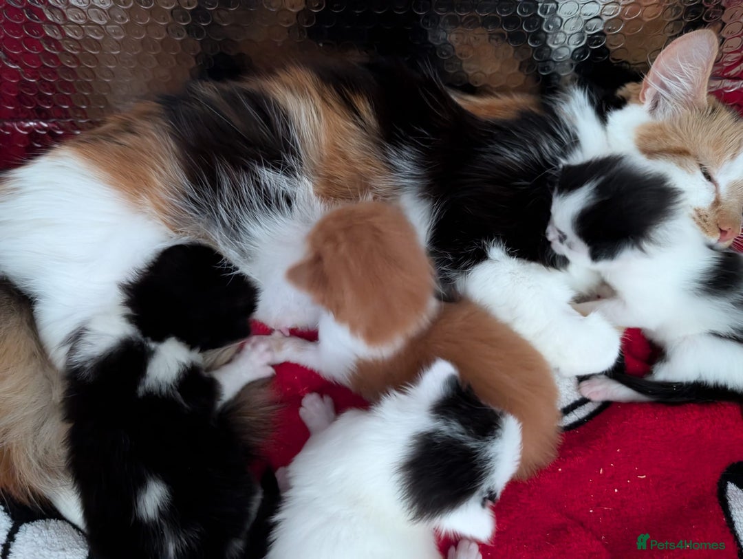Mixed Breed cats for sale: Kittens  - Image 16