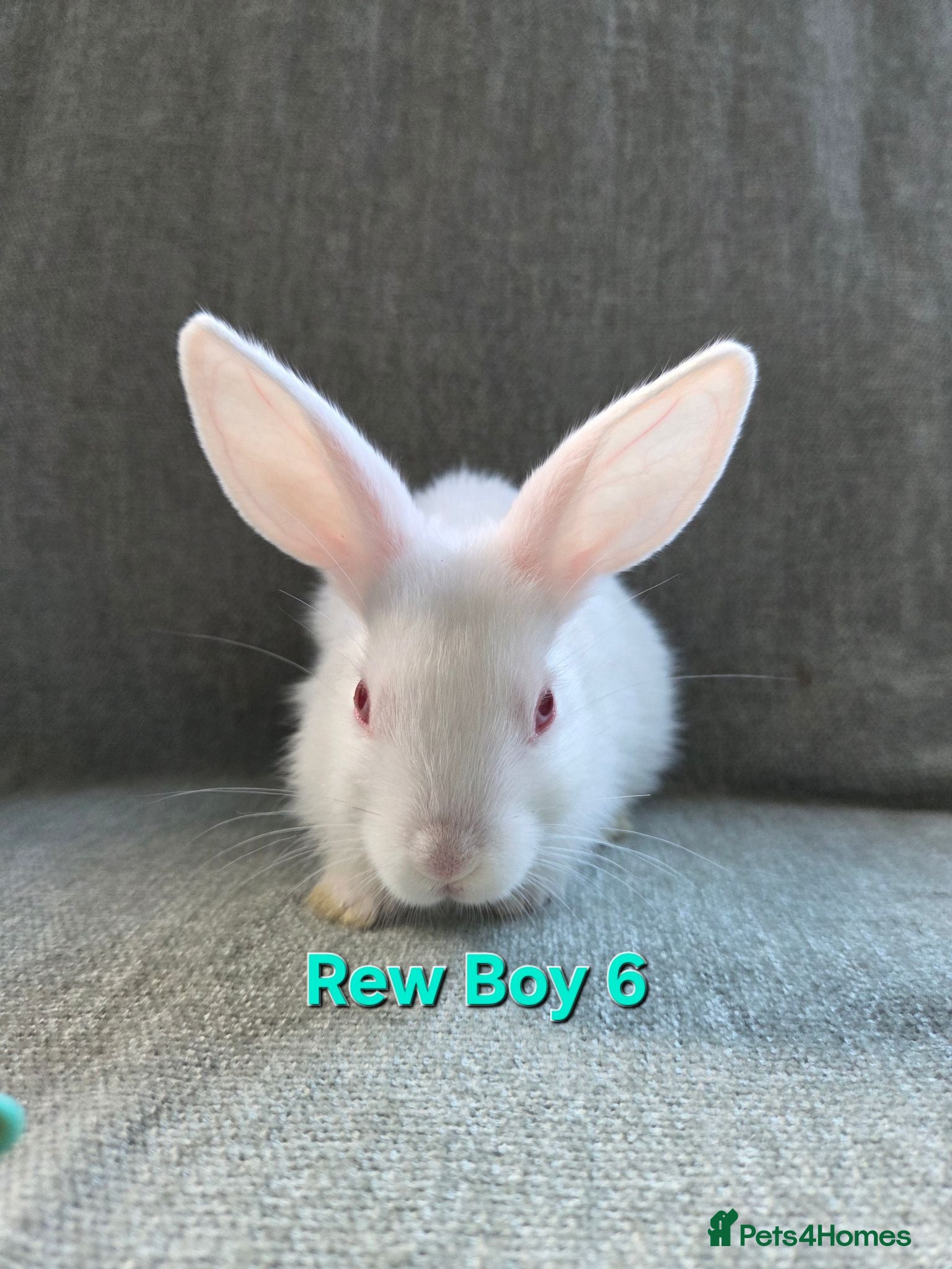 Lionhead rabbits ☆£30☆Last one REW  Rex x lion head - Advert 2