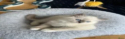 Ragdoll cats for sale: Beautiful Ragdoll Pedigree kittens - LAST BOY LEFT - Advert 13