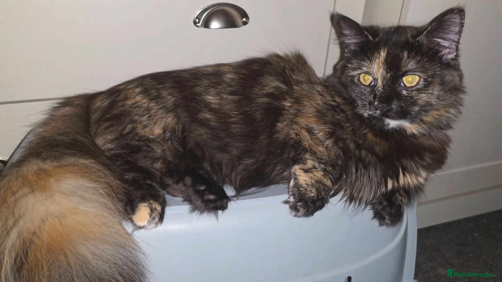 Munchkin cats Loving munchkin for sale - Advert 4
