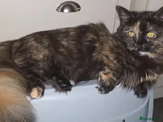 Munchkin cats Loving munchkin for sale - Advert 4