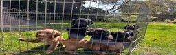 Cocker Spaniel dogs for sale: Lovely black working cocker spaniel puppy - Advert 6