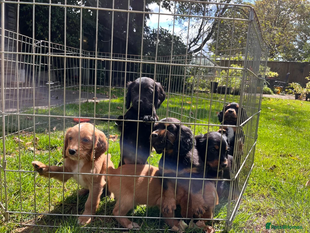 Cocker Spaniel dogs for sale: Lovely black working cocker spaniel puppy - Advert 6