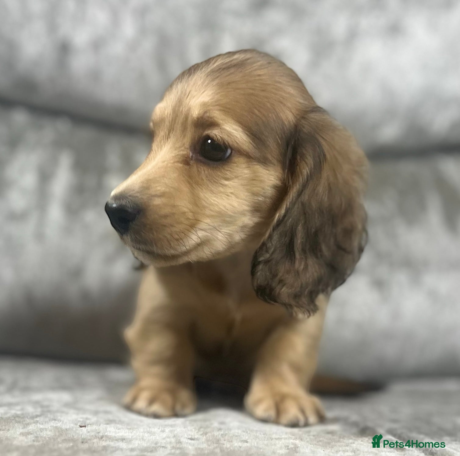 Dachshund dogs KC miniature long hair dachshunds for sale - Advert 6