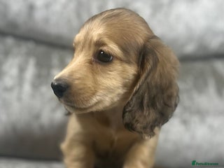 Dachshund dogs KC miniature long hair dachshunds for sale - Advert 6