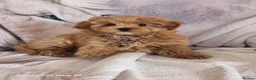 Pomapoo dogs for sale: Fabulous  pomapoo puppies  - Advert 5