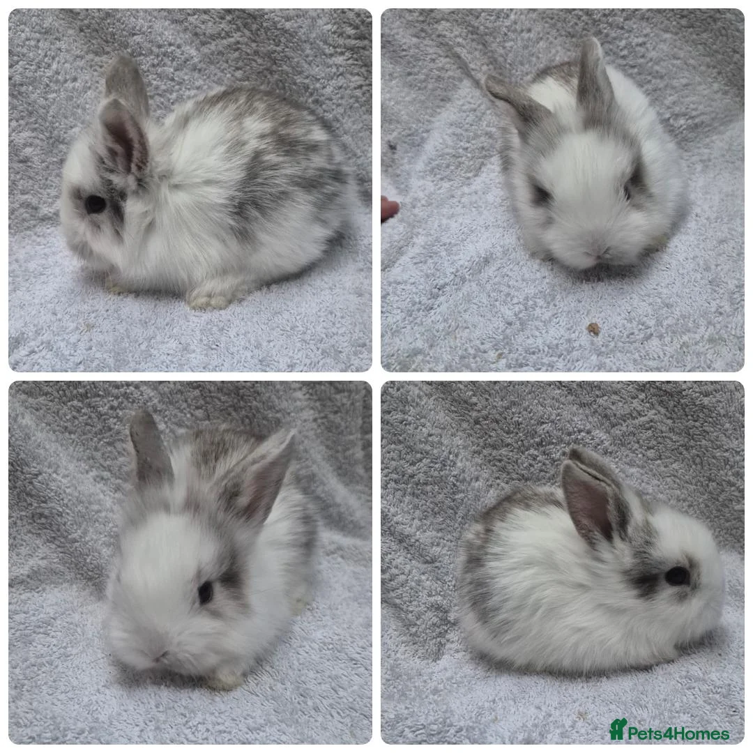 Mixed Breed rabbits for sale: 5 bunny's left  in Scarborough - Advert 2