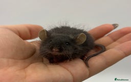 Mouse rodents for sale: Black Texel Male  - Image 2