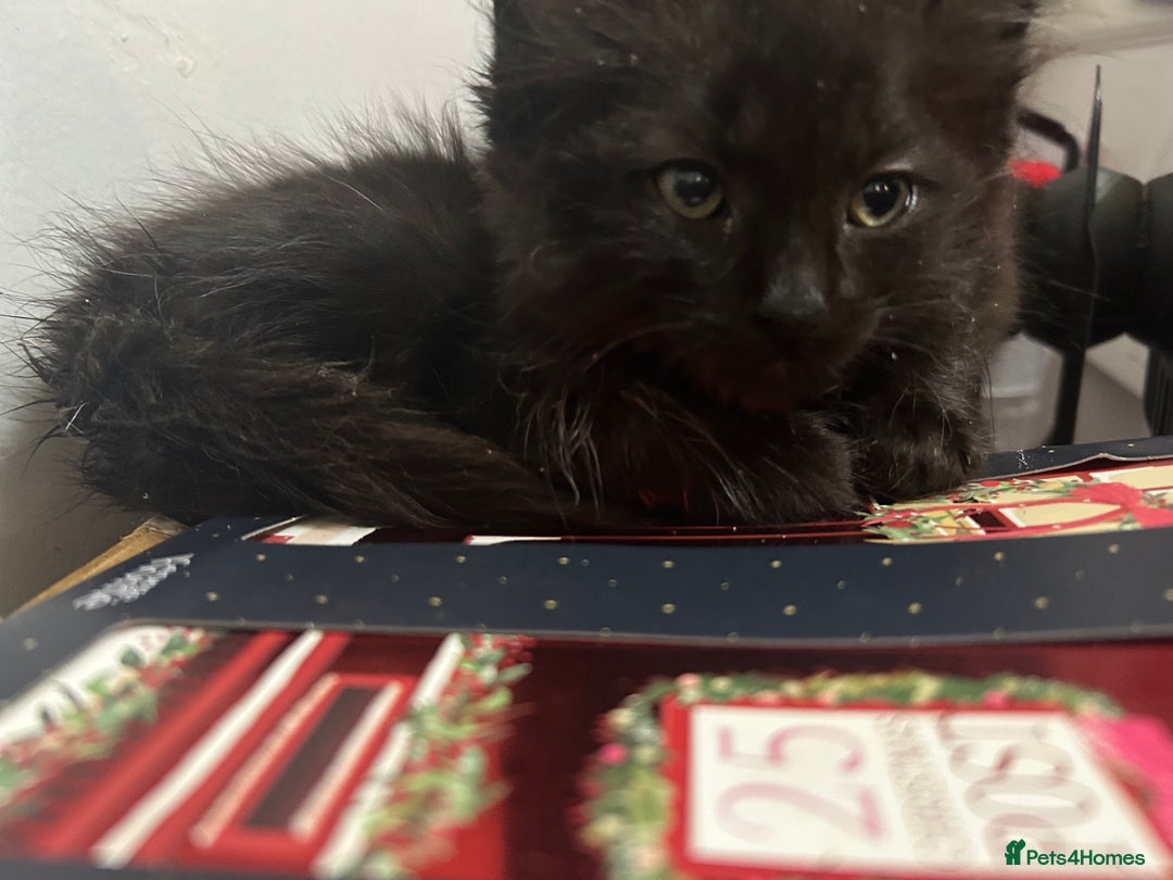 Mixed Breed cats for sale: 3 beautiful boys  - Advert 4