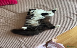 British Longhair cats for sale: British long hair - Image 3