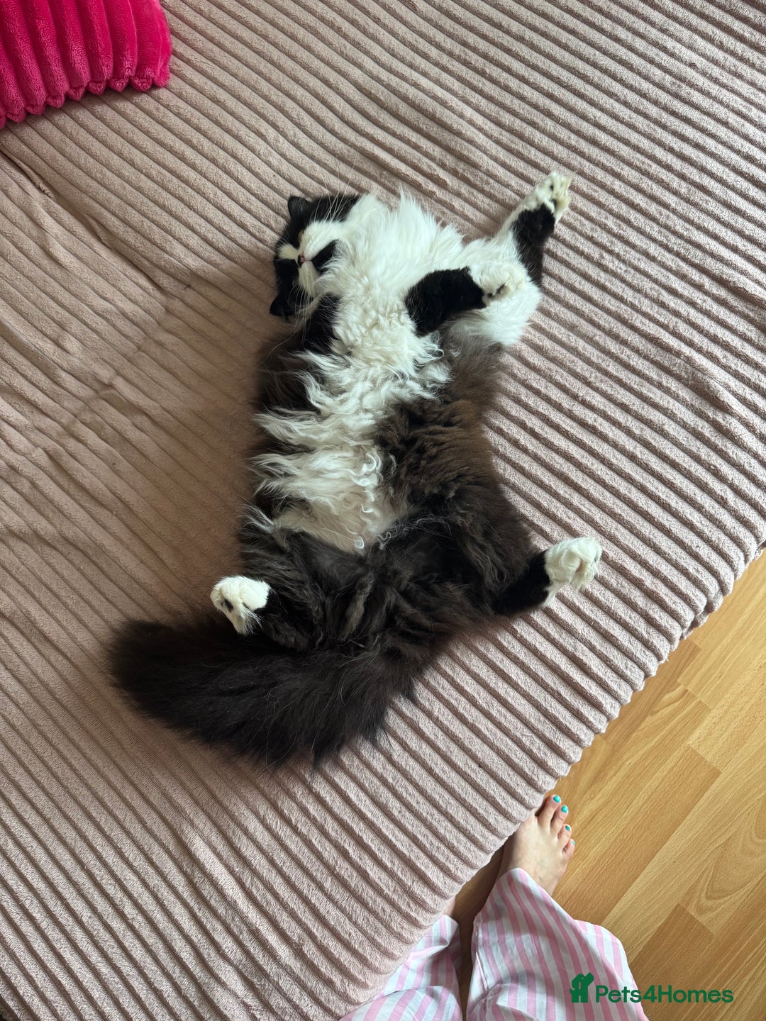 British Longhair cats for sale: British long hair - Image 3