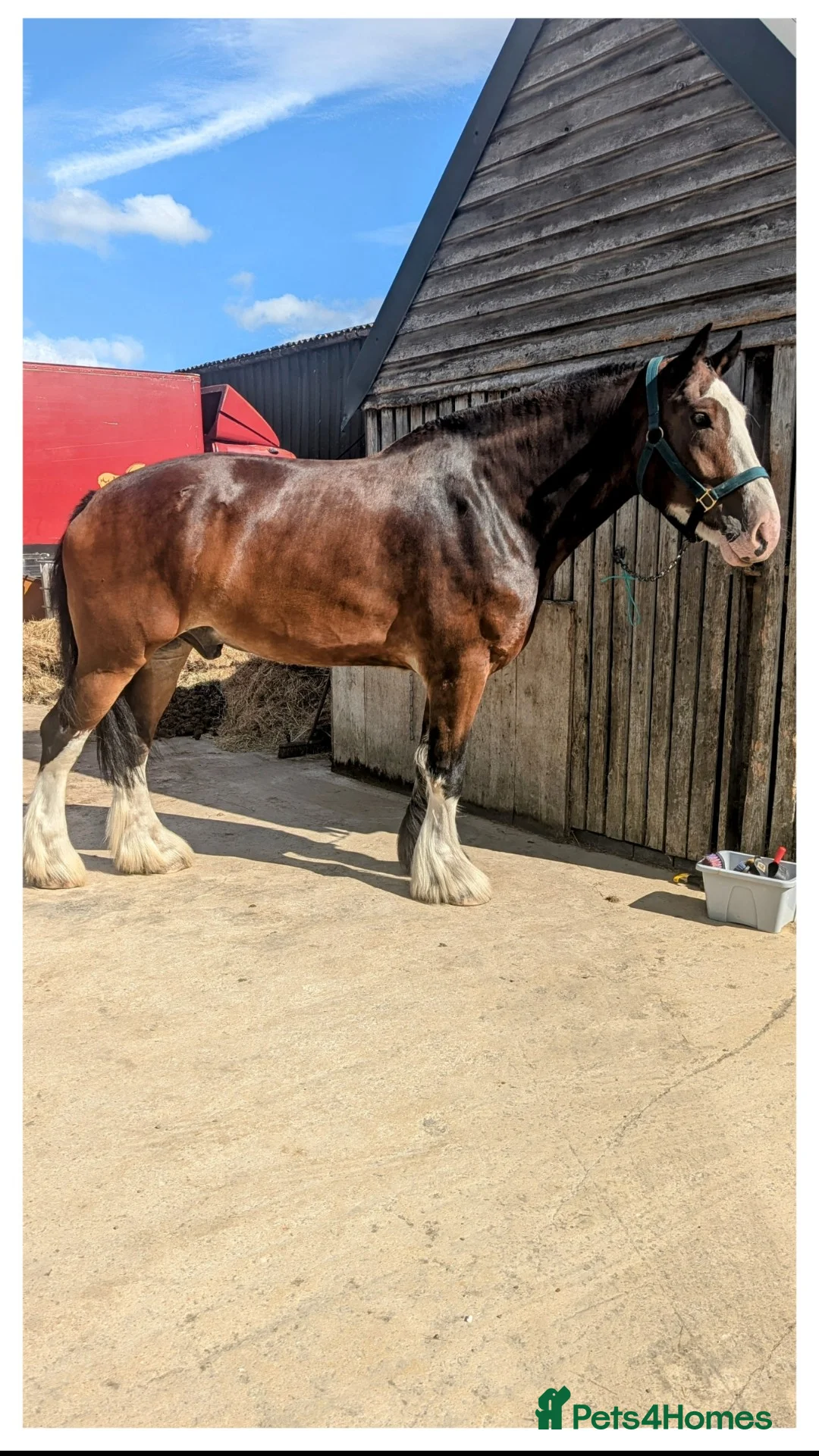 Shire horses for sale: 19hh Shire gelding rising 7 in Wantage - Advert 1