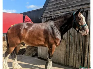 Shire horses 19hh Shire gelding rising 7 - Advert 1