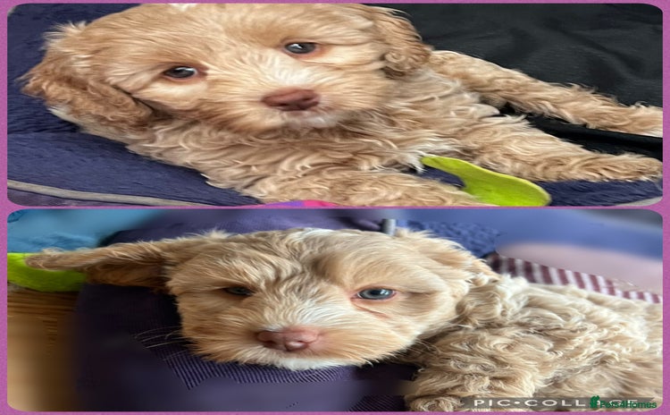 Australian Labradoodle dogs - Advert 2