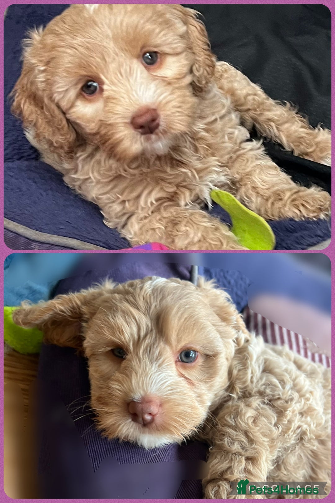 Australian Labradoodle dogs for sale: ♥️ 1 girl left ♥️ tiny tails , big hearts ♥️  - Image 1
