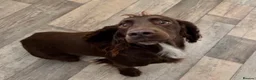 Cocker Spaniel dogs for sale: Kc Registered Cocker Spaniel Puppies - Advert 3
