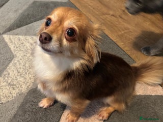 Pomchi dogs Female Pomchi and Shichon free to good home - Advert 10