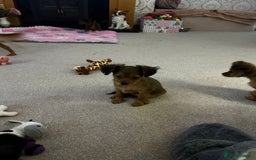 Russian Toy Terrier dogs for sale: Russian Toy puppies from show lines  - Image 5