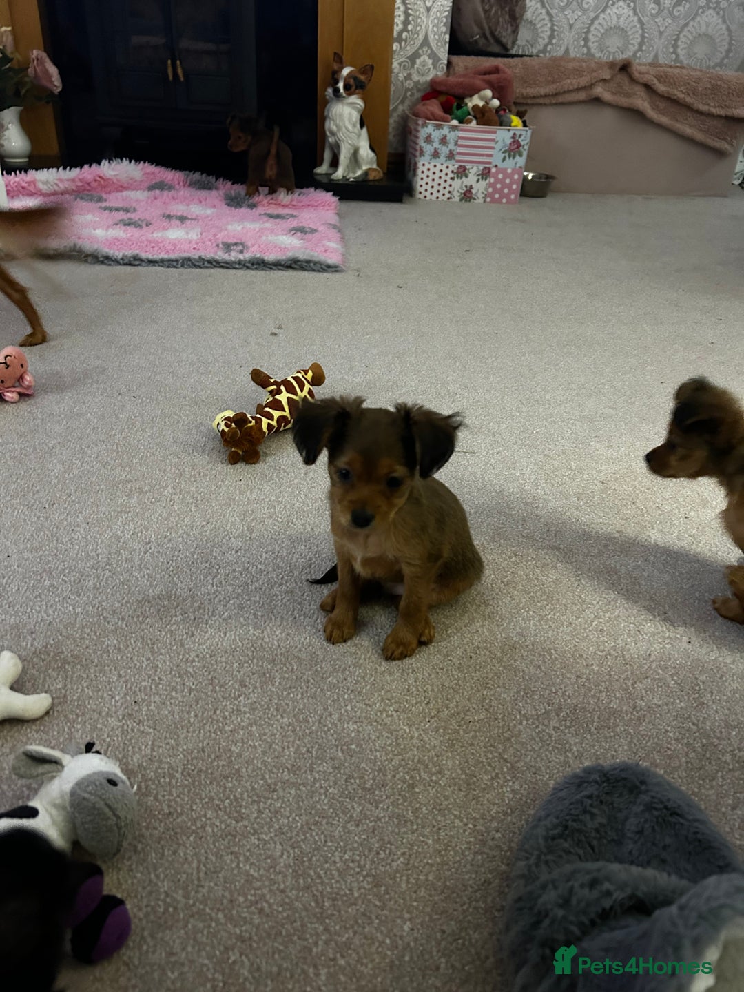 Russian Toy Terrier dogs for sale: Russian Toy puppies from show lines  - Image 5