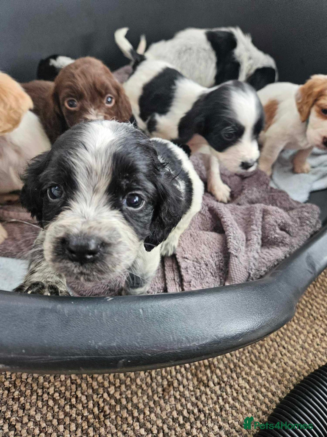 Cocker Spaniel dogs for sale: Cocka spaniel - Advert 19