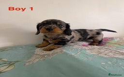 Miniature Dachshund dogs for sale: Miniature Dachshund Puppies  - Image 11