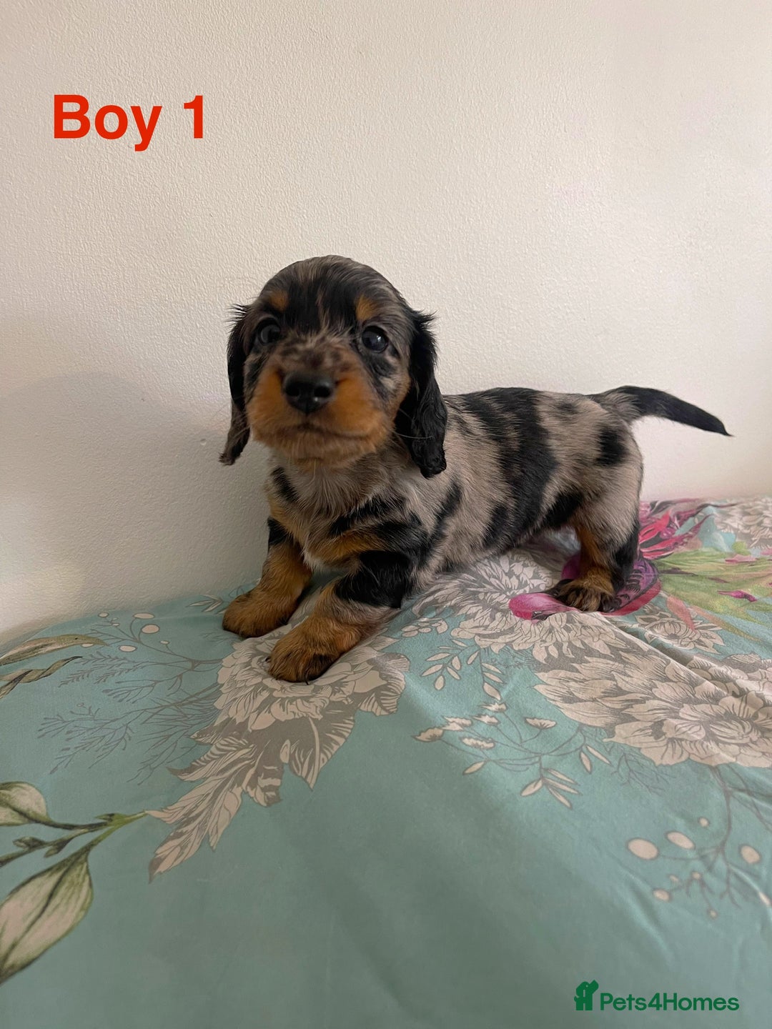 Miniature Dachshund dogs for sale: Miniature Dachshund Puppies  - Image 11