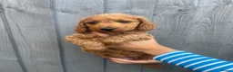 Cockapoo dogs for sale: Toy Cockapoo puppies in Milton Keynes - Advert 7