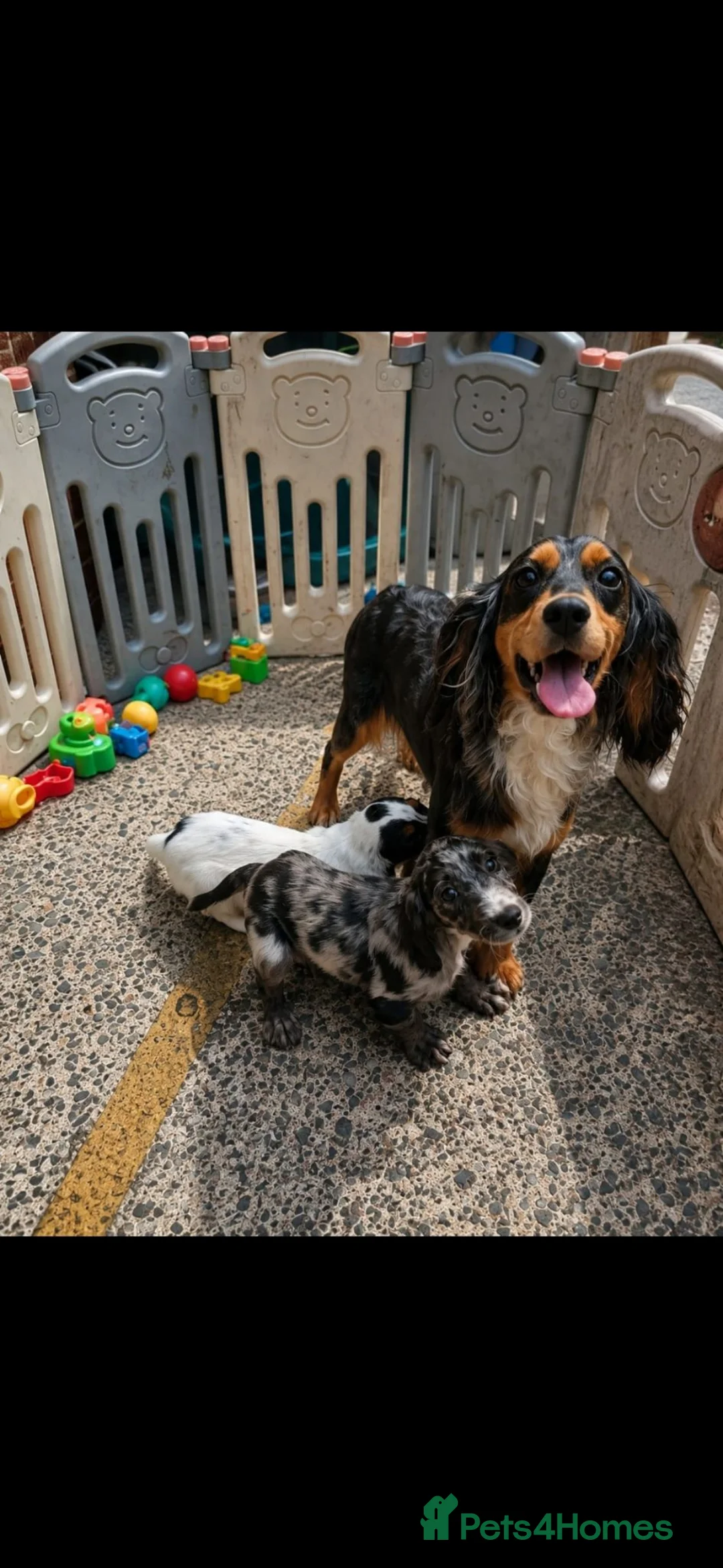Cocker Spaniel dogs for sale: Cocker spaniel in Frome - Advert 1