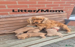 Cocker Spaniel dogs for sale: 🐶 Cocker spaniel Show-type Puppies - Image 10