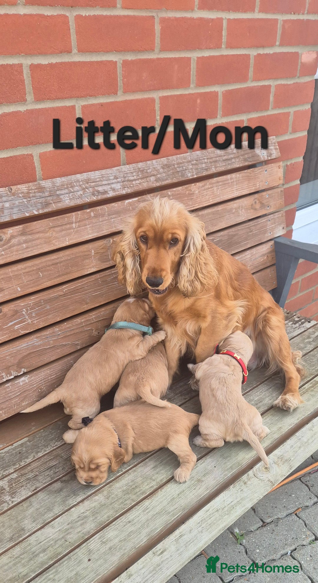 Cocker Spaniel dogs for sale: 🐶 Cocker spaniel Show-type Puppies - Image 10