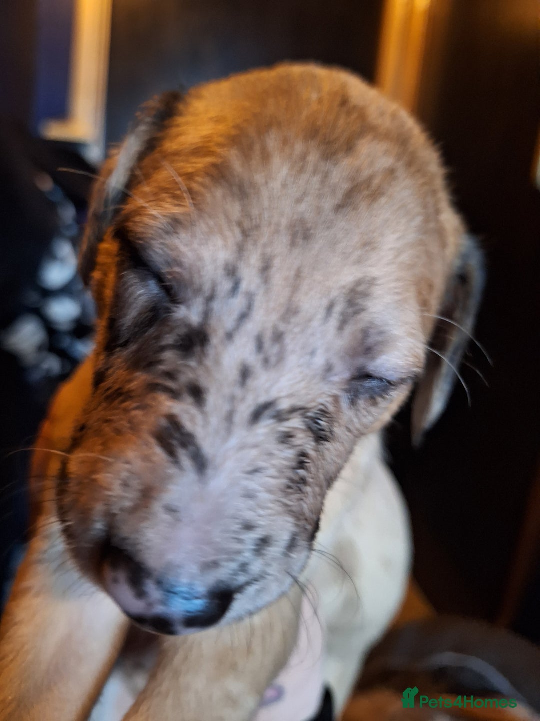 Lurcher dogs for sale: Really Now saluki Lurcher  - Advert 17