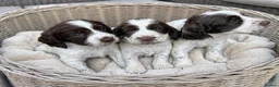 English Springer Spaniel dogs for sale: English springer spaniel puppys for sale in Tipton - Advert 1