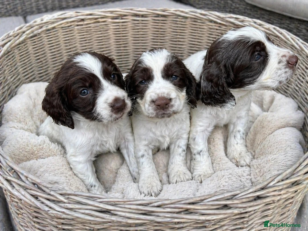 English Springer Spaniel dogs for sale: English springer spaniel puppys for sale in Tipton - Advert 1