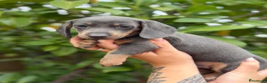 Miniature Dachshund 5