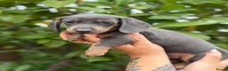 Miniature Dachshund dogs for sale: Miniature dachshund puppies  - Advert 11