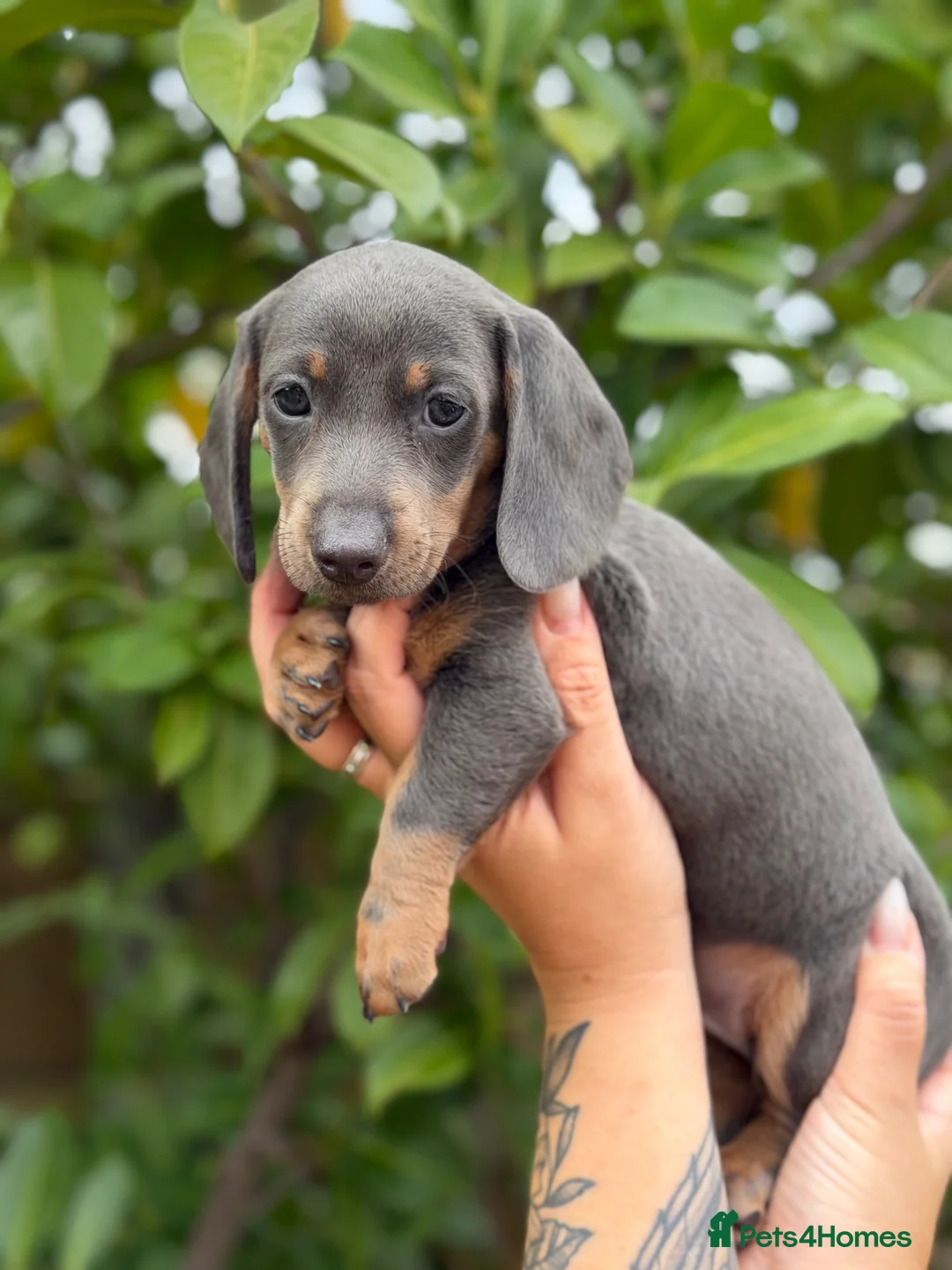 Miniature Dachshund dogs for sale: Miniature dachshund puppies  - Advert 11