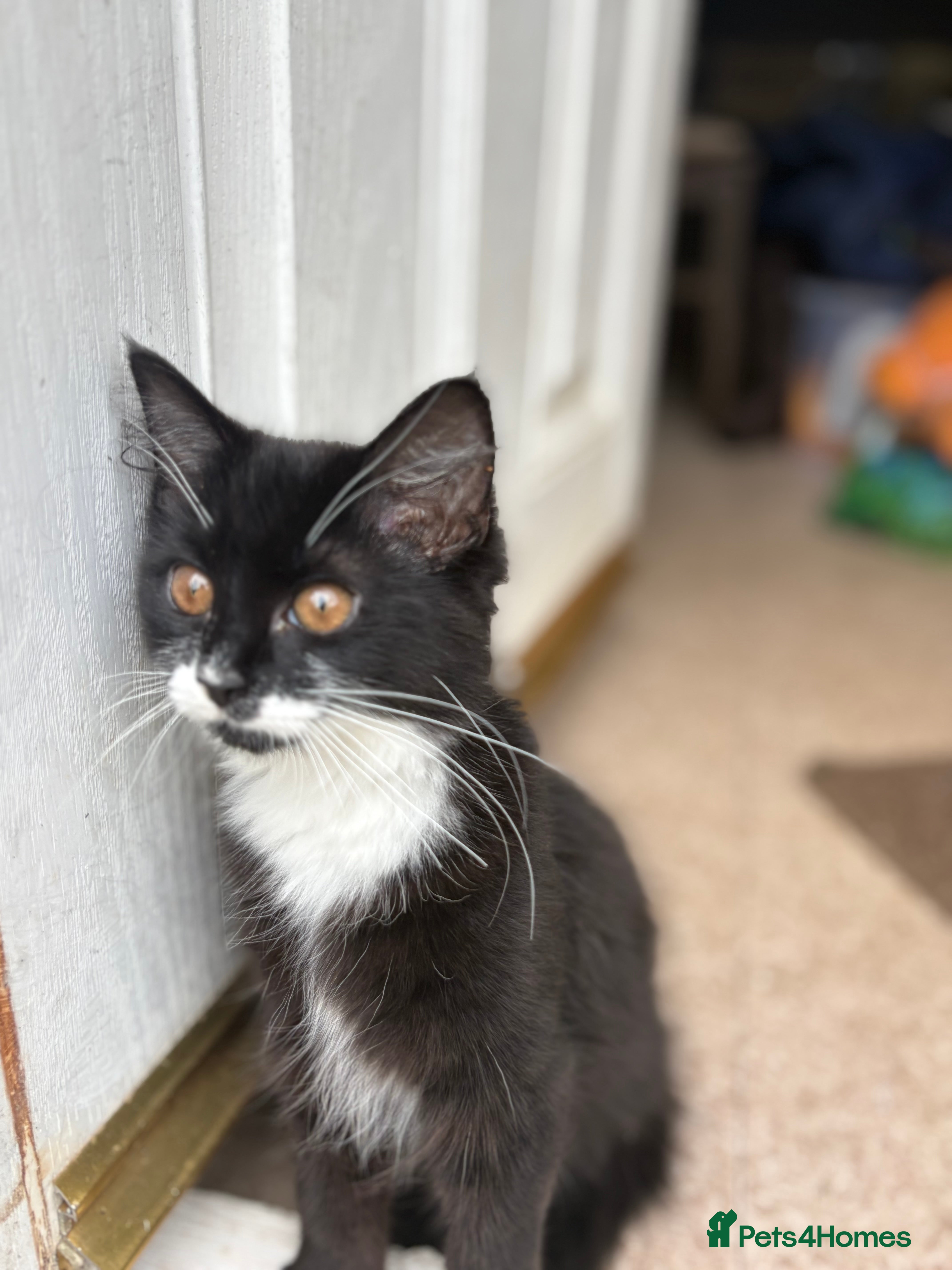 Mixed Breed cats Long haired kitten for sale  in Nottingham - Advert 2