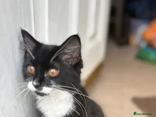 Mixed Breed cats Long haired kitten for sale in Nottingham - Advert 9