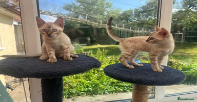 Bengal cats - Advert 15
