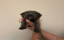 Cane Corso dogs for sale: Cane corso puppies  - Image 19