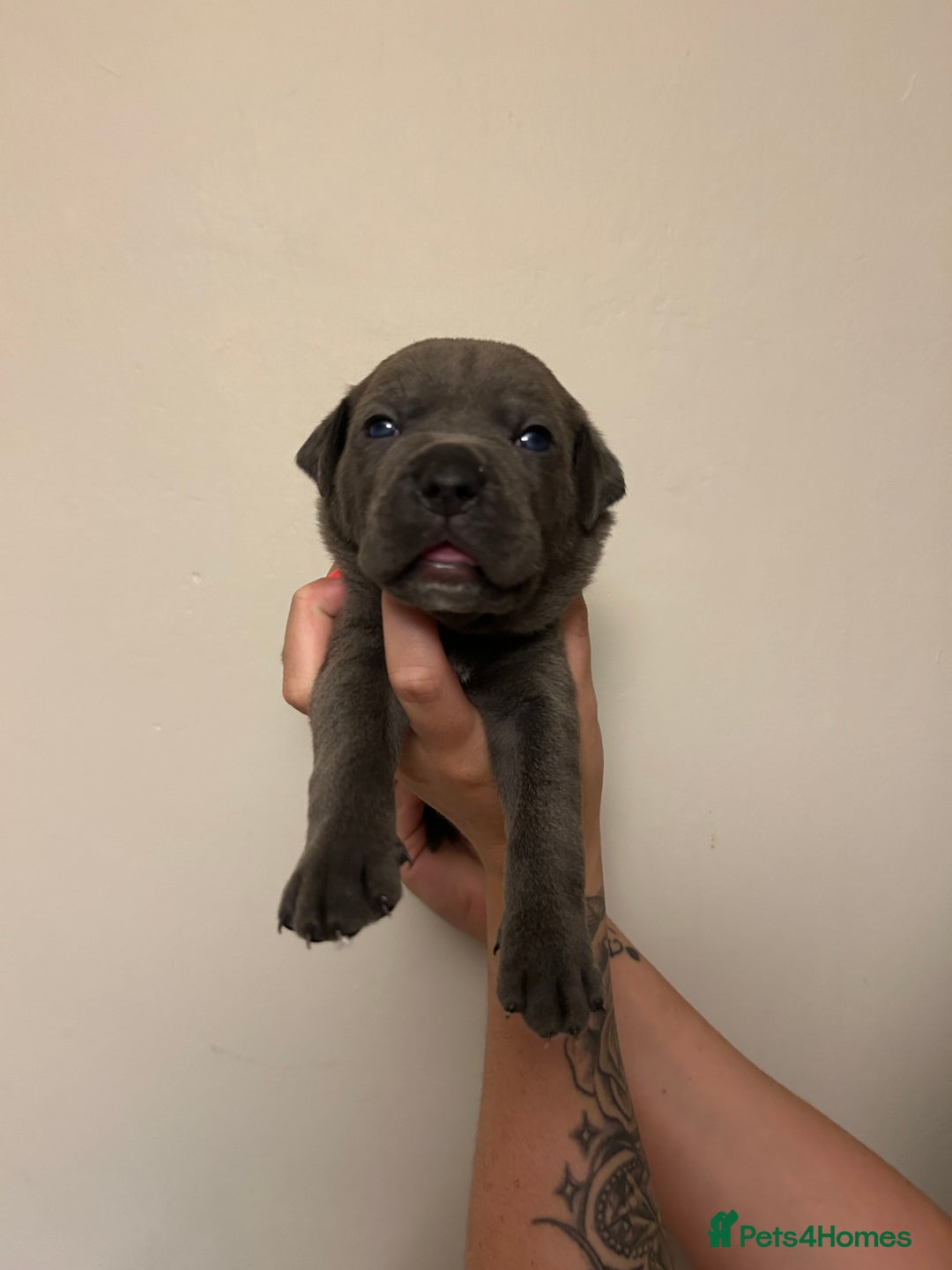 Cane Corso dogs for sale: Cane corso puppies  - Image 19
