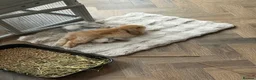 Mini Lop rabbits for sale: 2 Beautiful Mini Lop Rabbits + Luxury Hutch - Advert 5