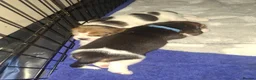 Beagle dogs for sale: Beautiful beagle puppies  - Advert 16